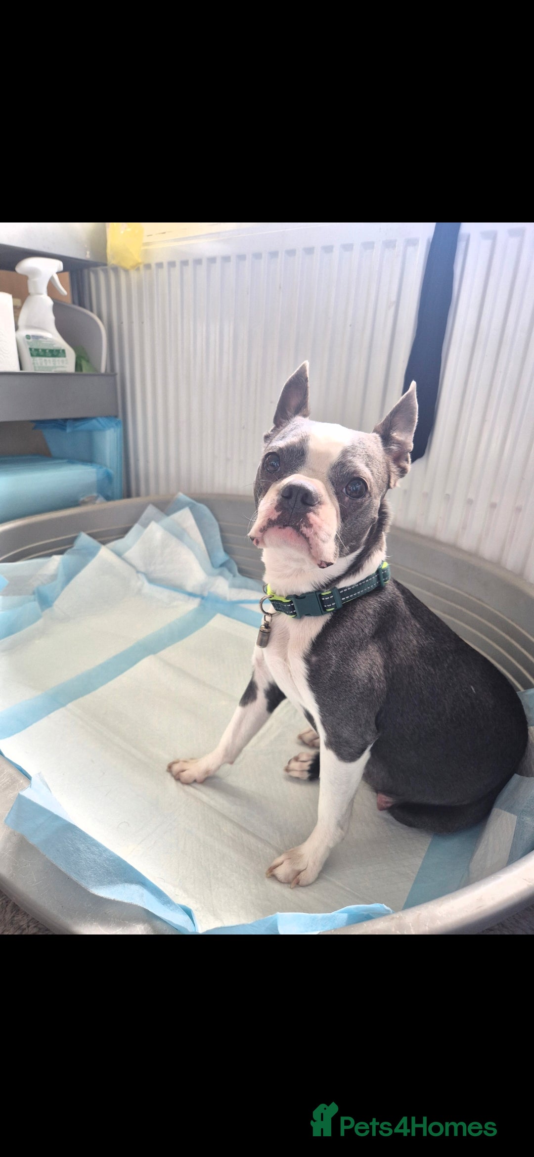 Boston Terrier dogs for sale: Superb litter of boston terriers. - Image 2