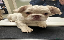 French Bulldog dogs for sale: Stunning Rare Fluffy French Bulldog Puppies - Image 9