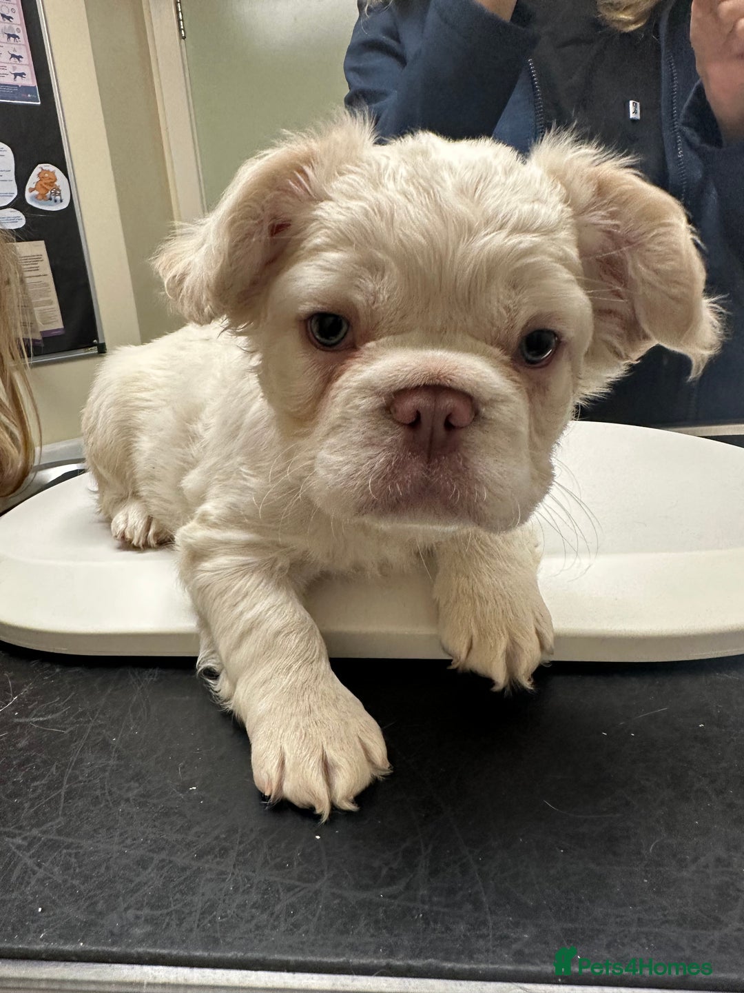 French Bulldog dogs for sale: Stunning Rare Fluffy French Bulldog Puppies - Image 9