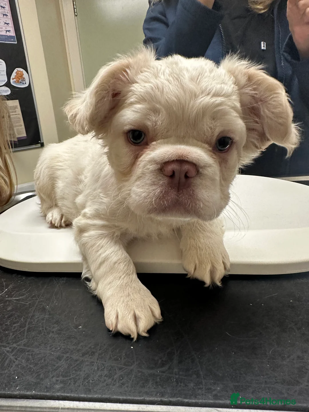 French Bulldog dogs for sale: Rare Fluffy French Bulldog Puppies READY NOW - Advert 11