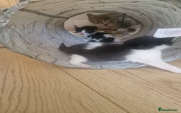Mixed Breed cats for sale: 1 black and white kitten  - Image 8