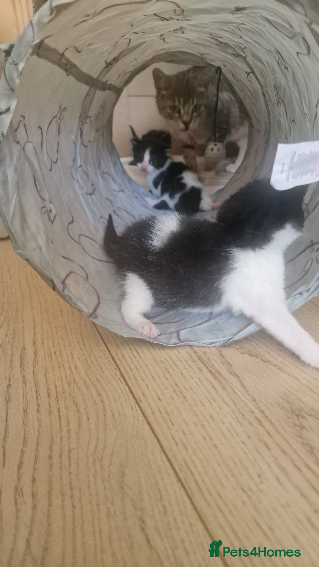 Mixed Breed cats for sale: 1 black and white kitten  - Image 8