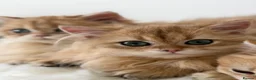 British Longhair cats for sale: British Shorthair or Longhair Godlen kittens  - Advert 14