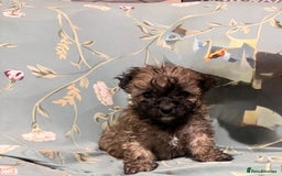 Poochon dogs for sale: READY FOR HER NEW PAW PACK  - Advert 27