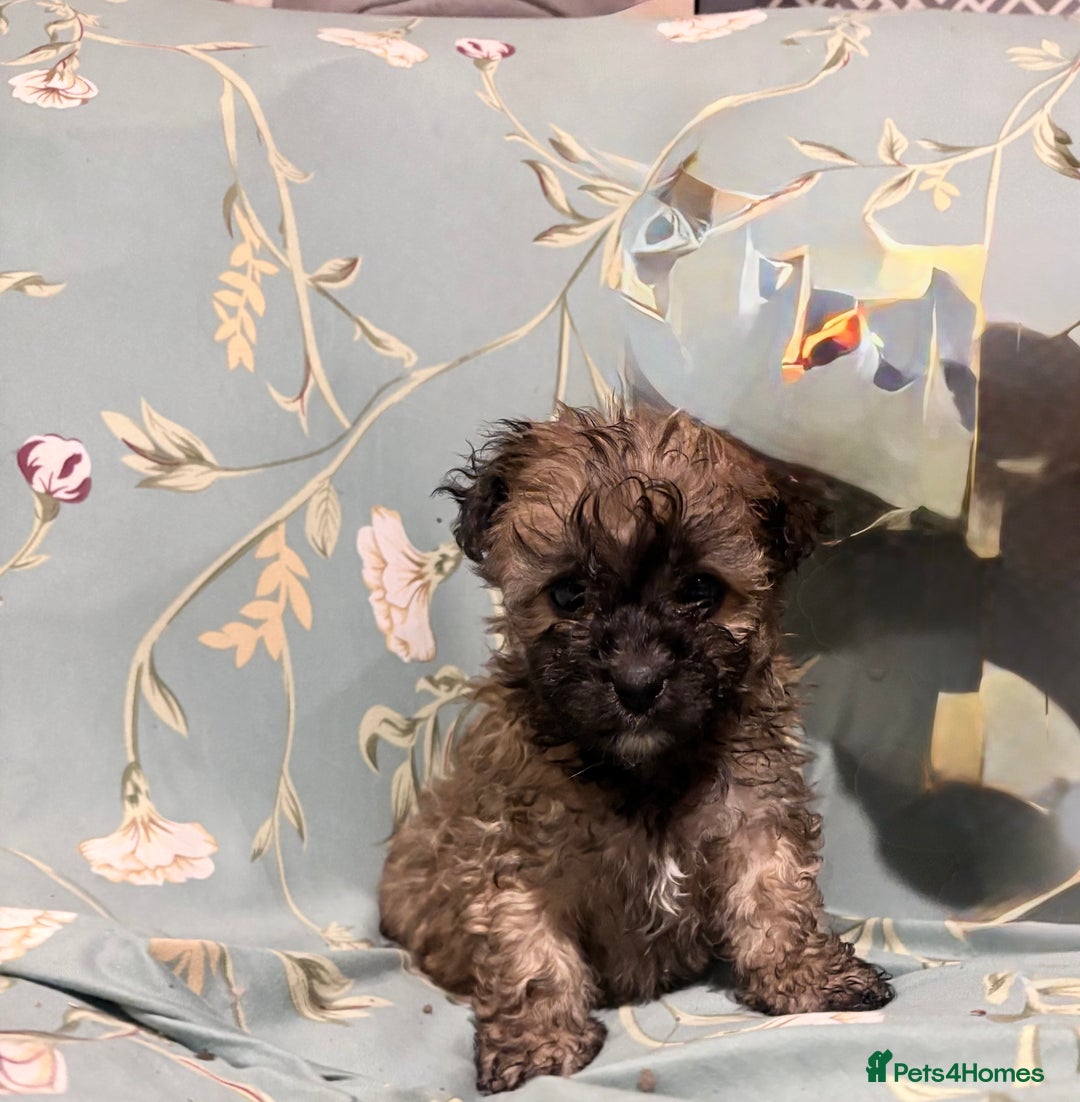 Poochon dogs for sale: READY FOR HER NEW PAW PACK  - Advert 27