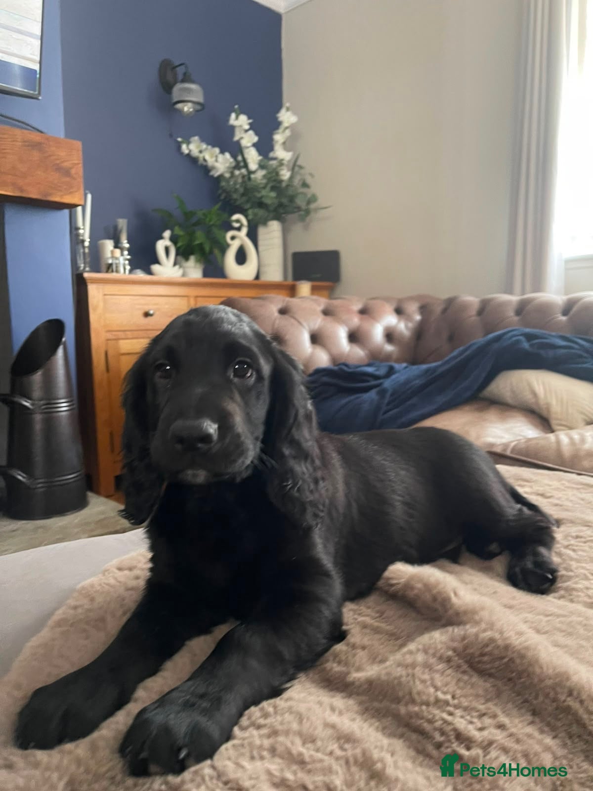 Cocker Spaniel dogs for sale: 2 boys ready now  - Advert 1