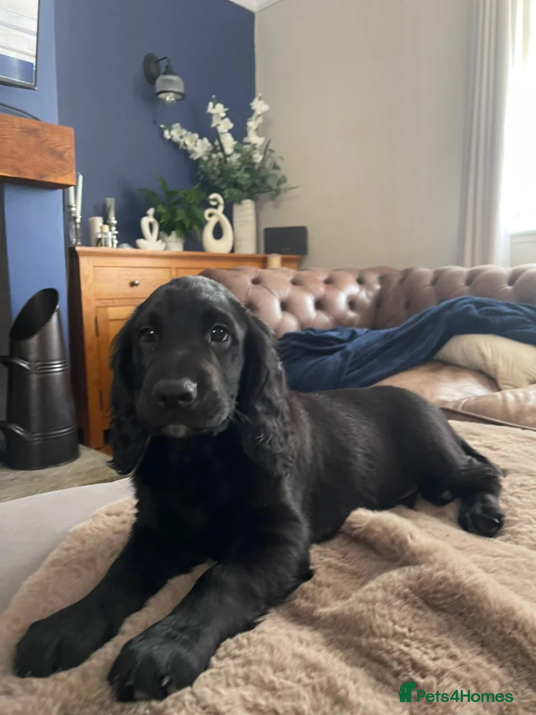 Cocker Spaniel dogs for sale: 2 boys ready now  - Advert 1