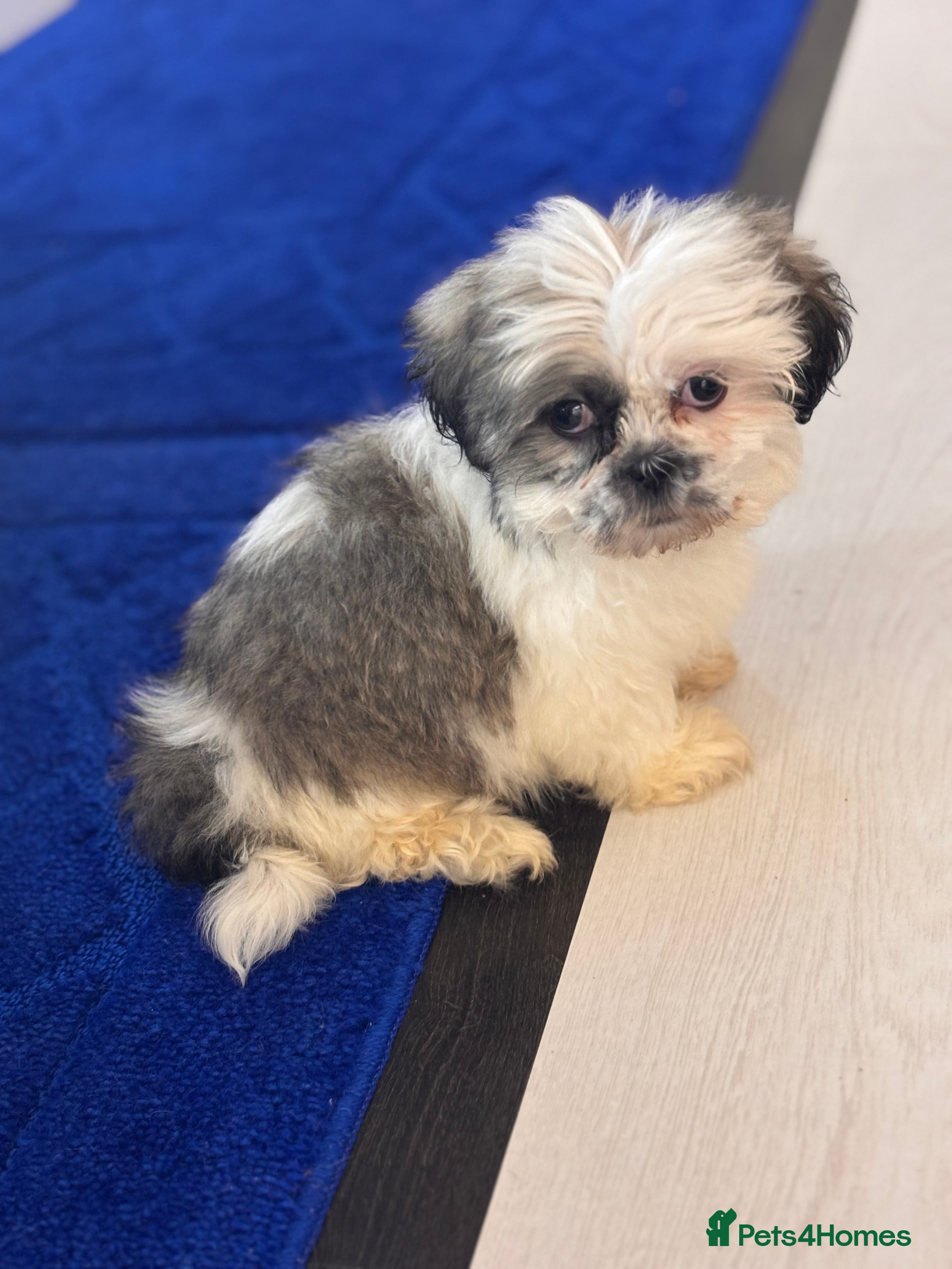 Shih Tzu dogs 4 beautiful shih tzu - Advert 6