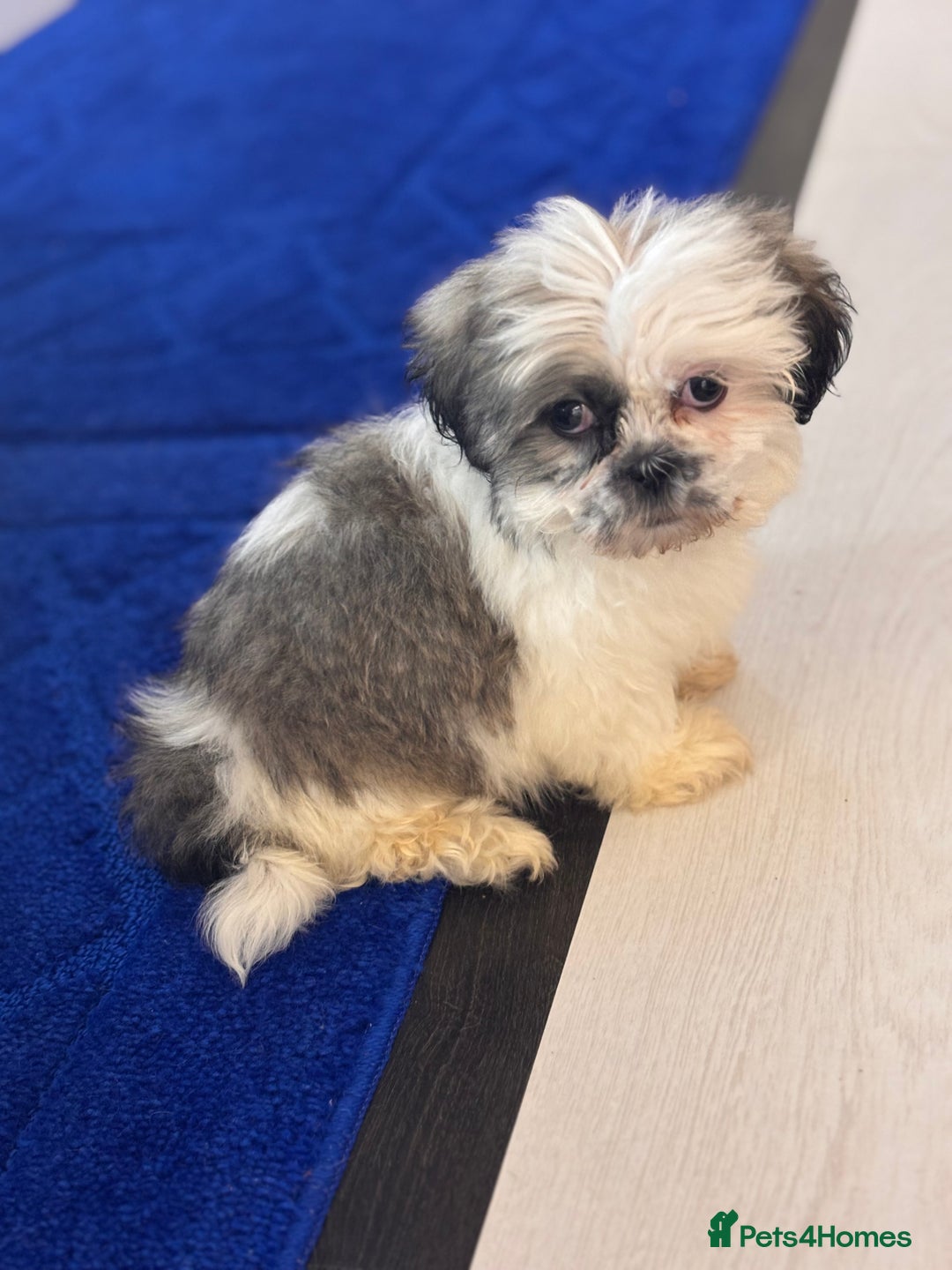 Shih Tzu dogs for sale: 4 beautiful shih tzu - Advert 1