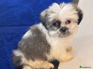 Shih Tzu dogs 4 beautiful shih tzu - Advert 12