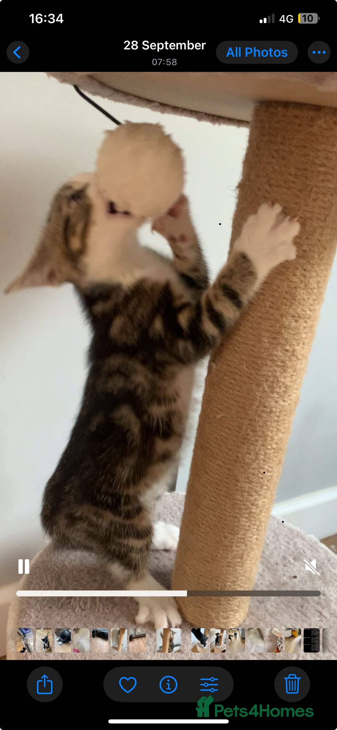 Mixed Breed cats for sale: Fluffy,bengal mixed,energetic kittens - Image 10