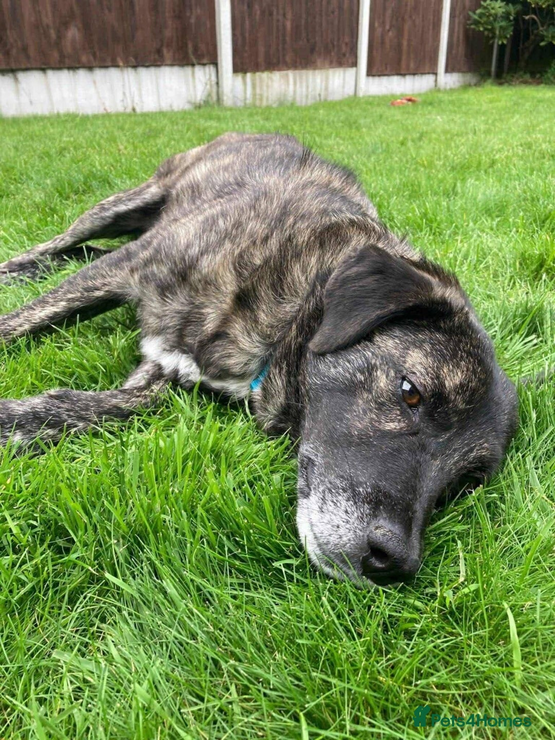 Mixed Breed dogs for adoption: Meet Bernie, currently residing in Cheshire  - Advert 3