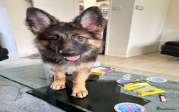 German Shepherd dogs for sale: German Shepard little girl - Advert 2