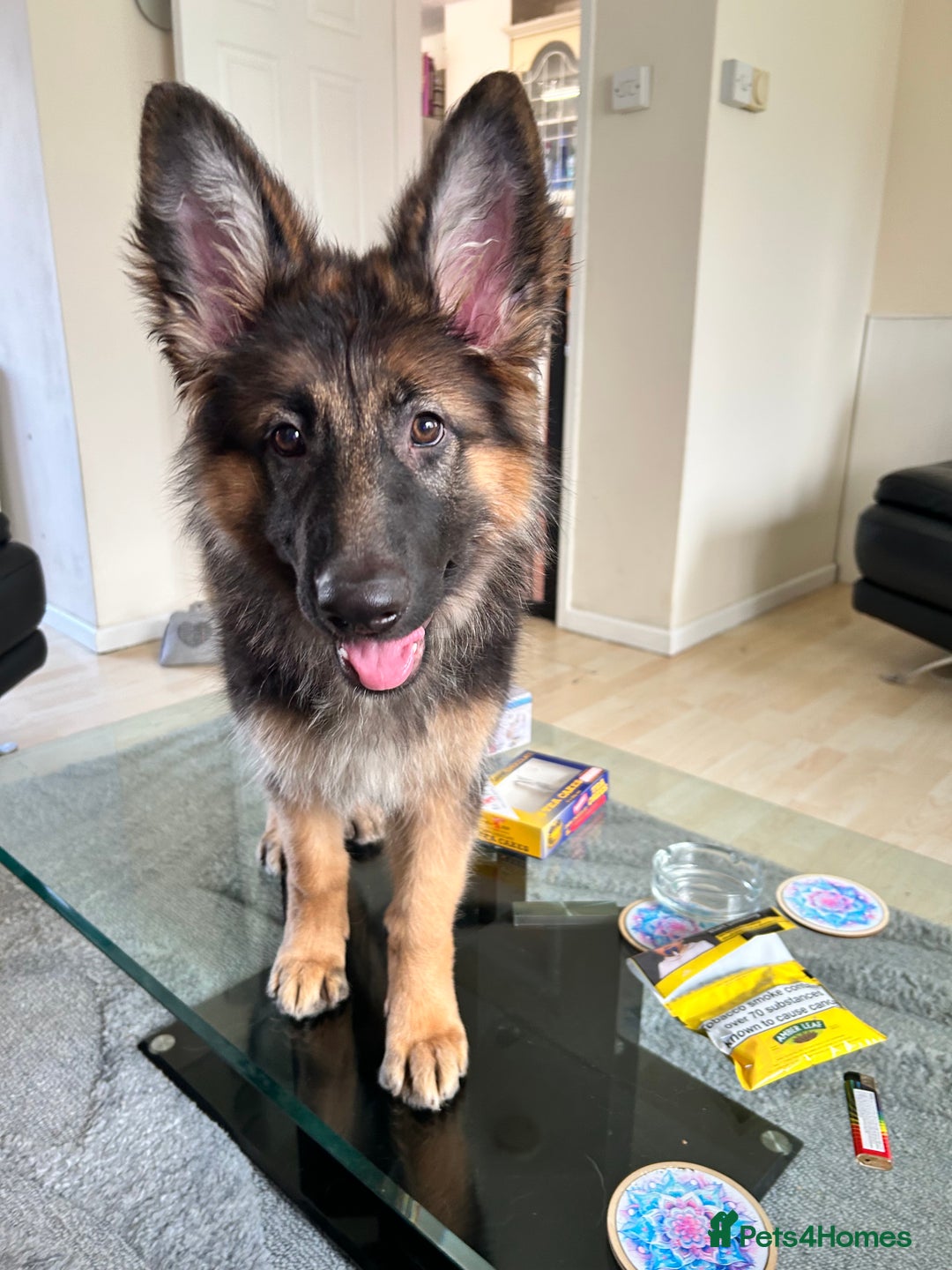 German Shepherd dogs for sale: German Shepard little girl - Advert 2