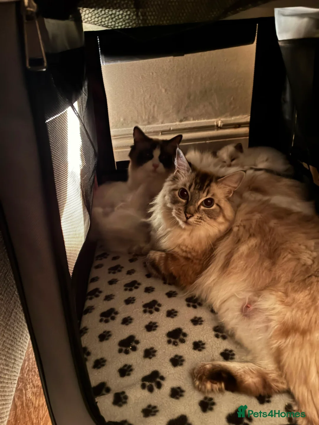 Ragdoll cats for sale: 🐾 Pure Ragdoll Kittens 🐾 in Exeter - Advert 2