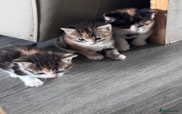 Bengal cats for sale: Beautiful bengal kittens - Image 7
