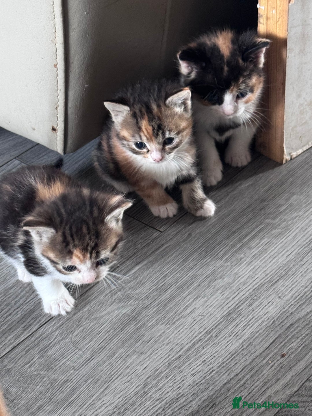 Bengal cats for sale: Beautiful bengal kittens - Image 7