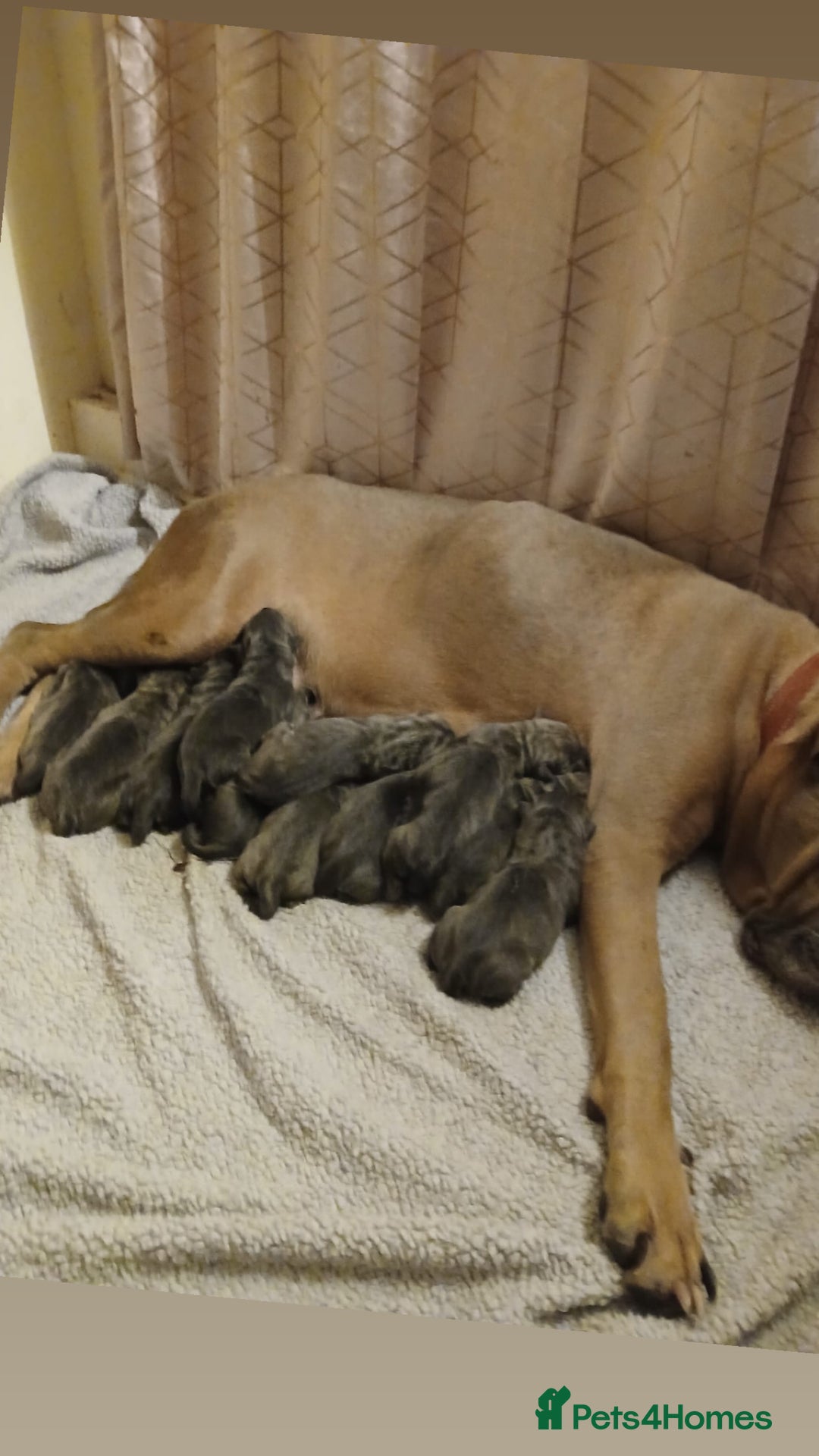 Cane Corso dogs for sale: 🐾 Stunning Cane Corso Puppies Available! 🐾 - Advert 1