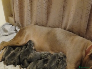 Cane Corso dogs 🐾 Stunning Cane Corso Puppies Available! 🐾 - Advert 1