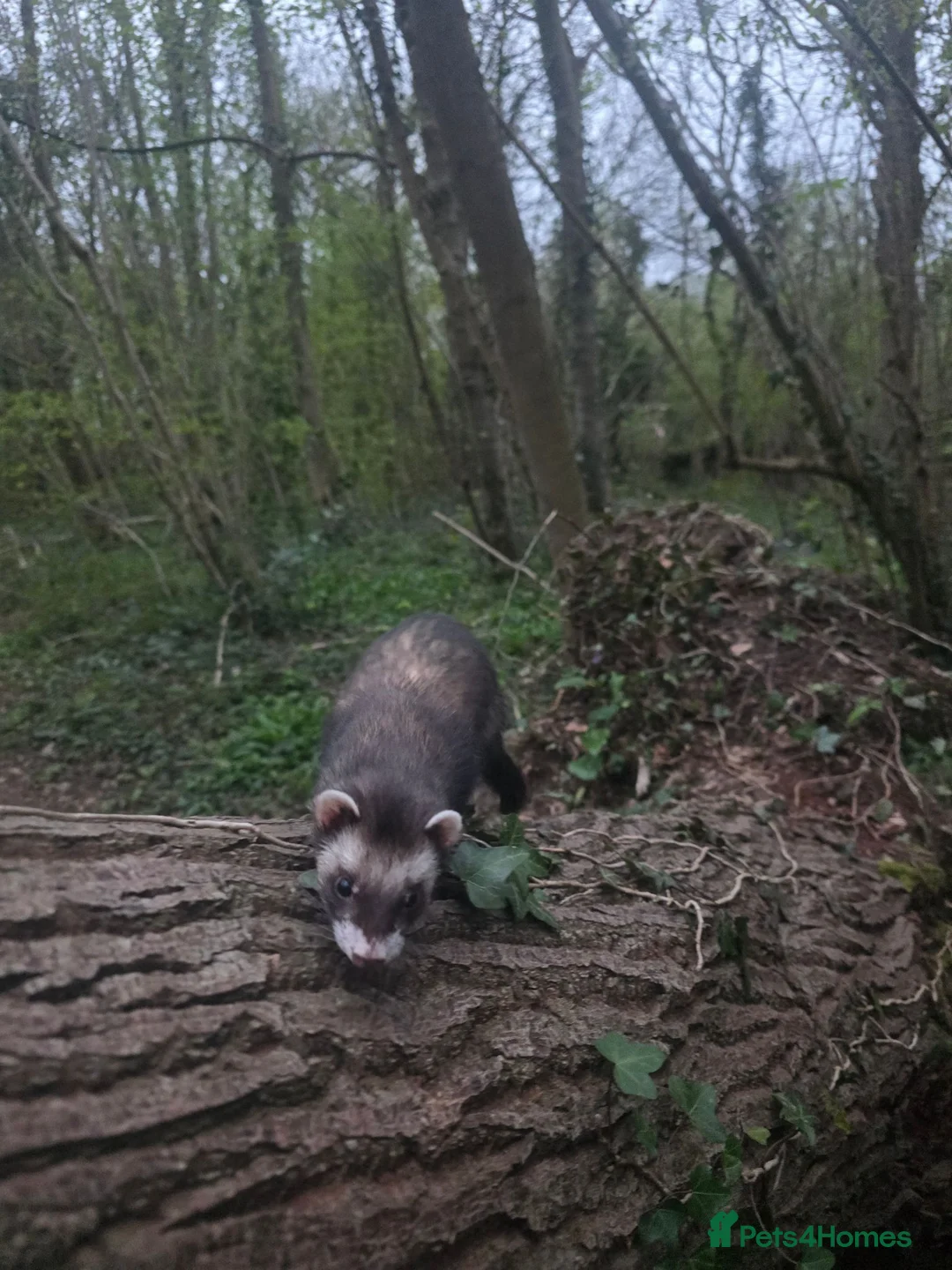 Ferret rodents for sale: 7 beautiful kits for sale  - Advert 16
