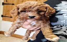 Cavapoo dogs for sale: Top quality Cavapoo pups from proven parents - Image 1