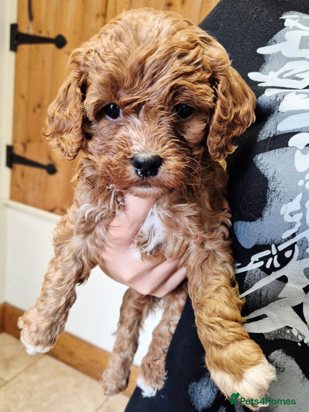 Cavapoo dogs for sale: Top quality Cavapoo pups from proven parents - Image 1