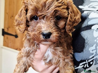 Cavapoo dogs for sale - Advert 1