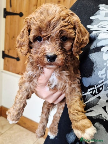 Cavapoo dogs - Advert 1