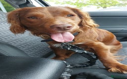 English Springer Spaniel dogs for sale: Male sprocker spaniel, Two years old, red colour  - Image 1