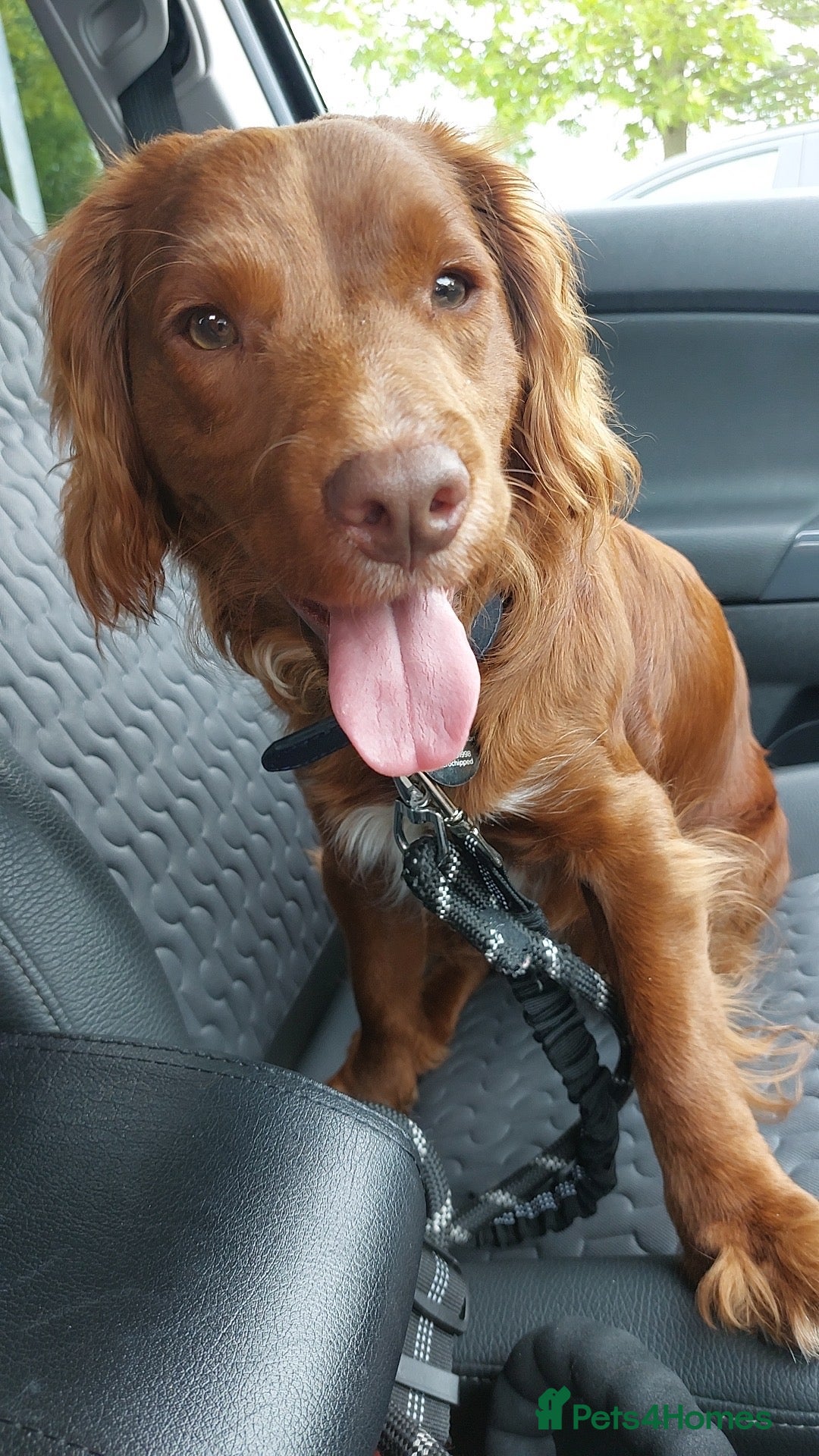 English Springer Spaniel dogs for sale: Male sprocker spaniel, Two years old, red colour  - Image 1