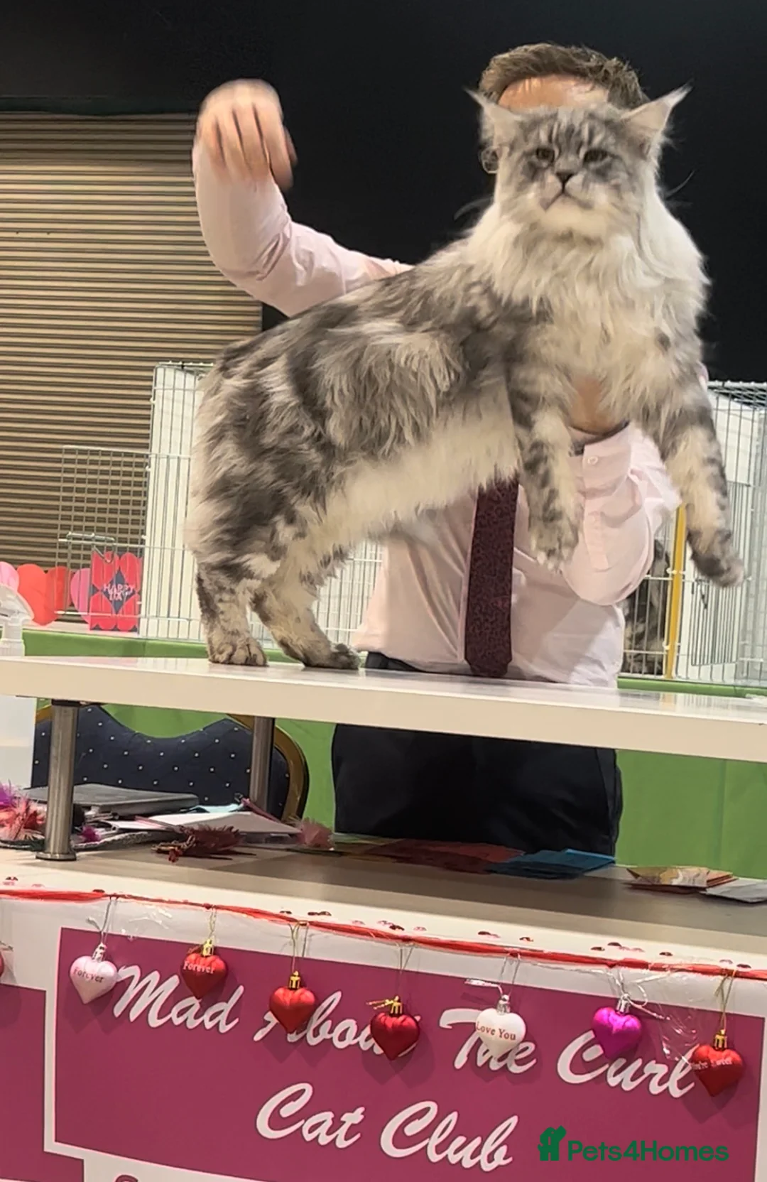 Maine Coon cats for sale: Champion blood line kittens  - Advert 4