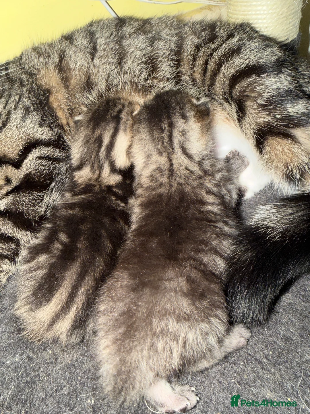 British Shorthair cats for sale: Tabby short hair kittens  - Advert 2