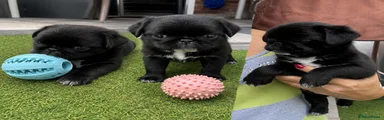 Pug 3