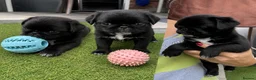 Pug dogs for sale: Beautiful Exotic Pug Puppies - Advert 7