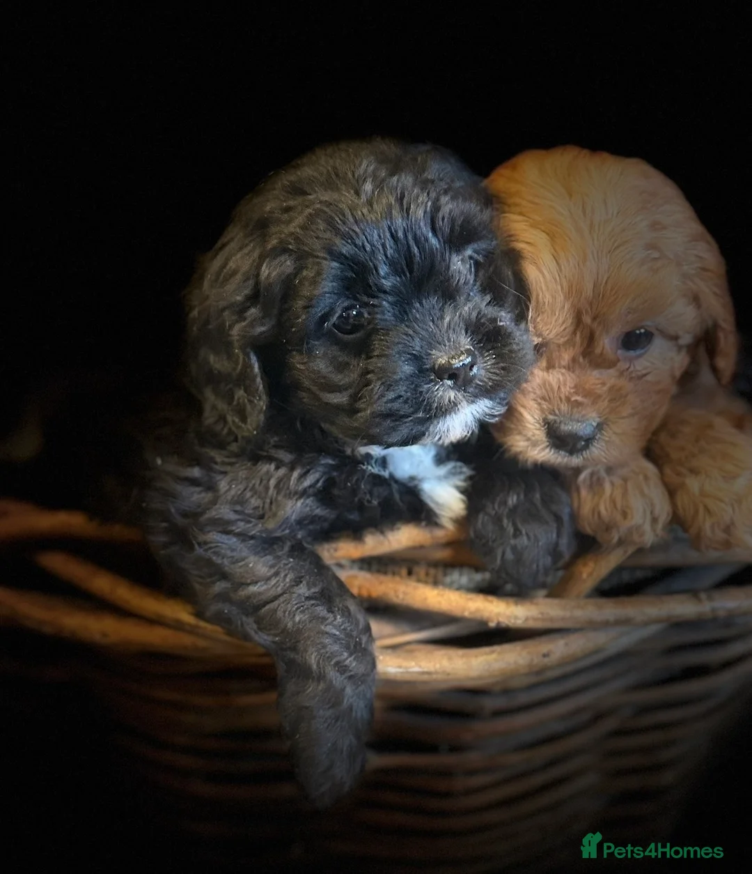 Cavapoo dogs for sale: Beautiful F1 Cavapoo Darlings  - Advert 8