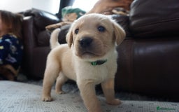 Labrador Retriever dogs for sale: READY NOW Stunning Fox red Labrador puppies - Advert 27