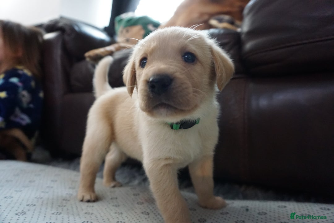 Labrador Retriever dogs for sale: READY NOW Stunning Fox red Labrador puppies - Advert 27