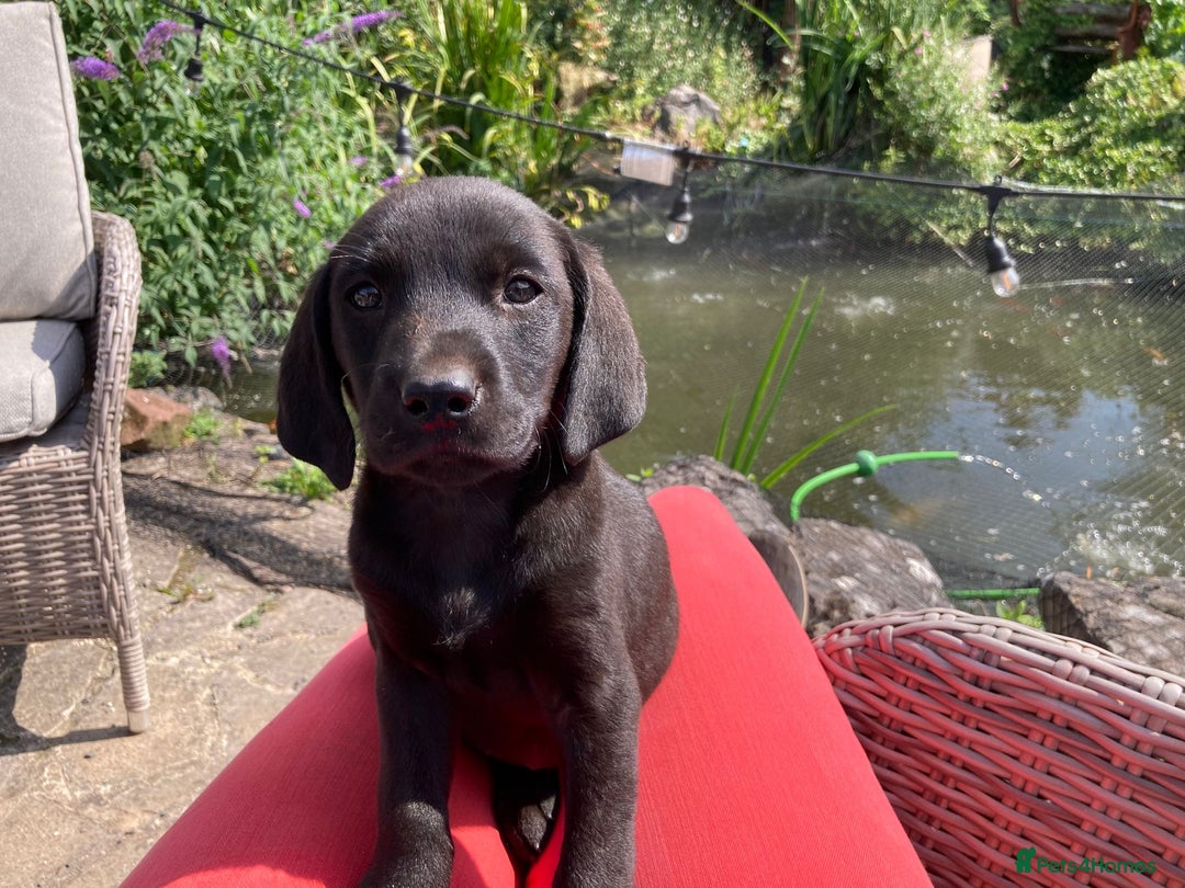 Labrador Retriever dogs for sale: KC registered working fieldtrial Labrador puppies  - Image 16