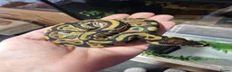 Python Snake reptiles for sale: Baby royal pythons  - Advert 3
