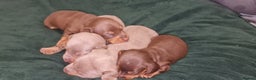 Dachshund dogs for sale: Miniature dachshund puppies  - Advert 4