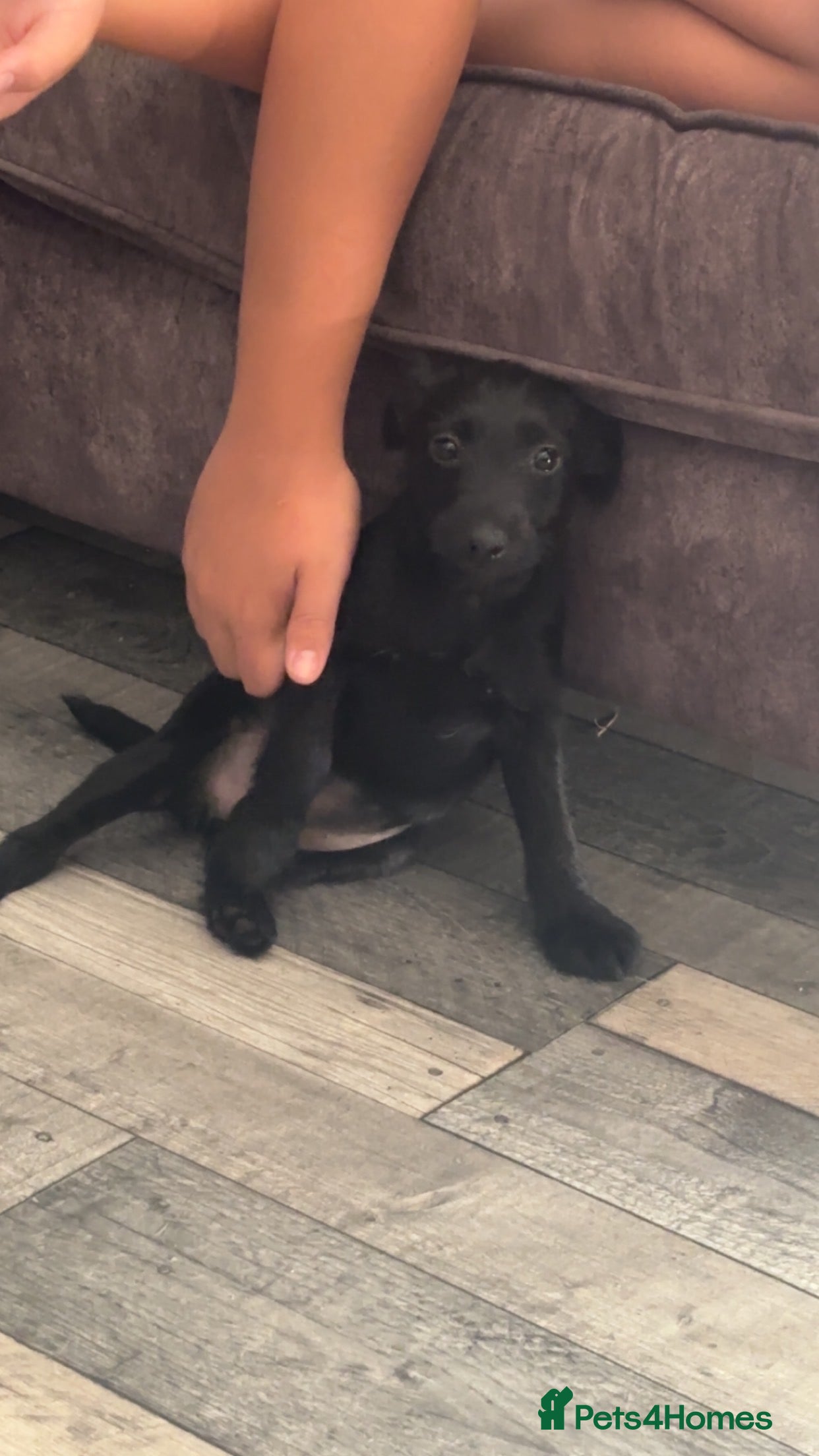 Patterdale Terrier dogs Small Patter-dale puppy ready now  - Advert 2