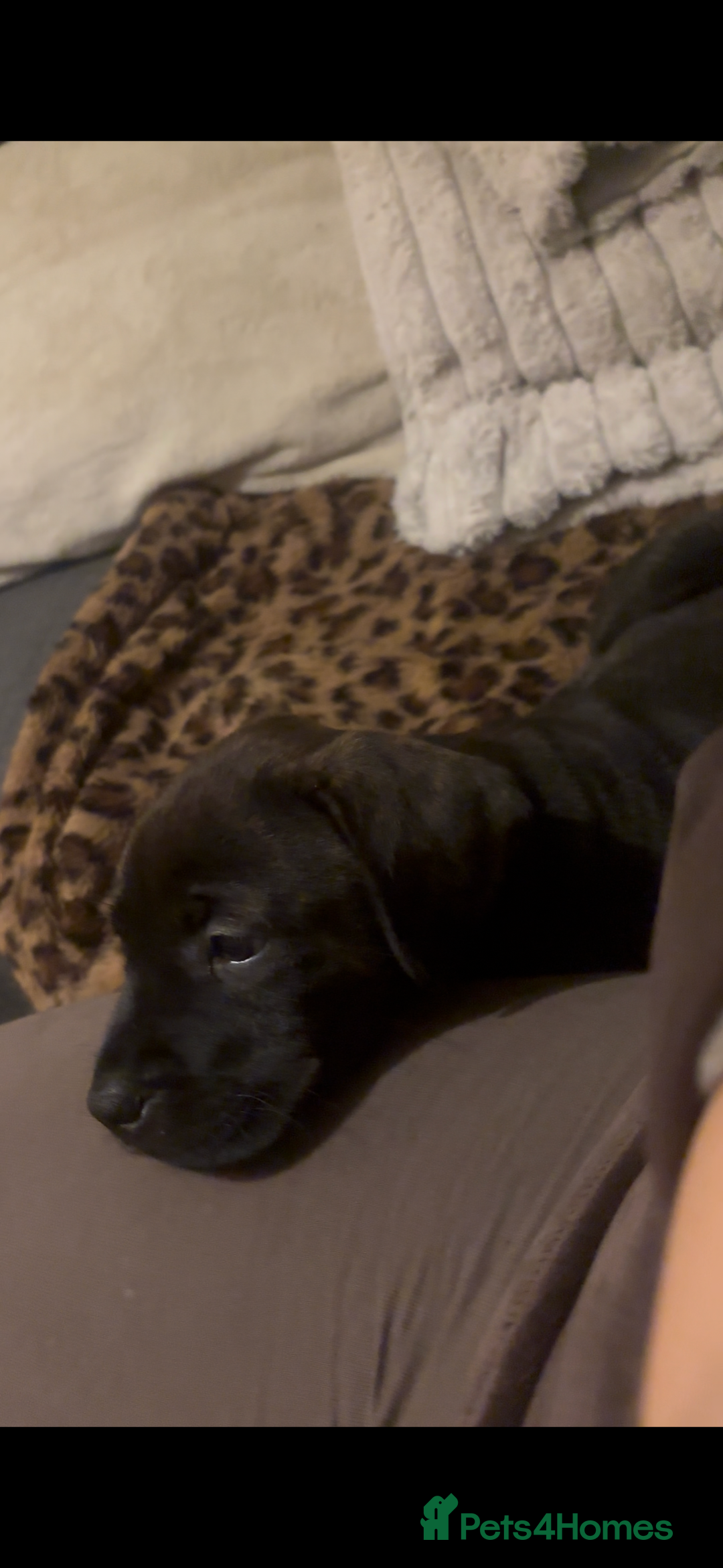 Mixed Breed dogs for sale: multigen Bandogge Puppies/mastiff - Advert 4