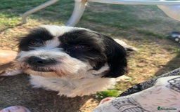 Shih Tzu dogs for sale: Poppy is looking for a new home  - Image 2