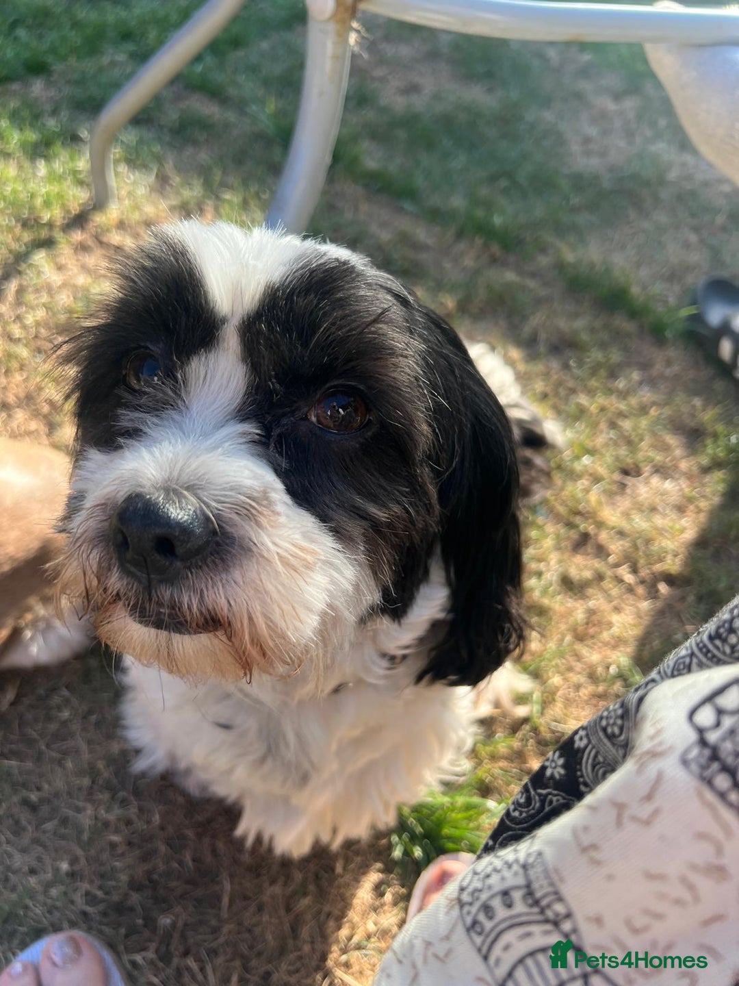 Shih Tzu dogs for sale: Poppy is looking for a new home  - Image 2