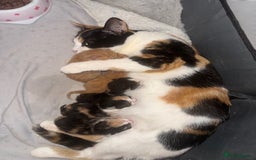 Mixed Breed cats for sale: Ginger stripped Male kitten  - Image 4