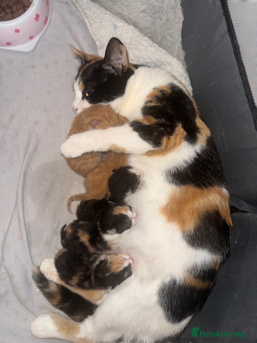 Mixed Breed cats for sale: Ginger stripped Male kitten  - Image 4