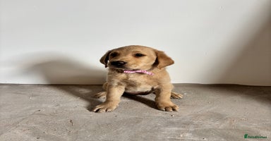 Labrador Retriever dogs - Advert 1