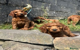 Irish Doodle dogs for sale: Irish doodles - Image 32