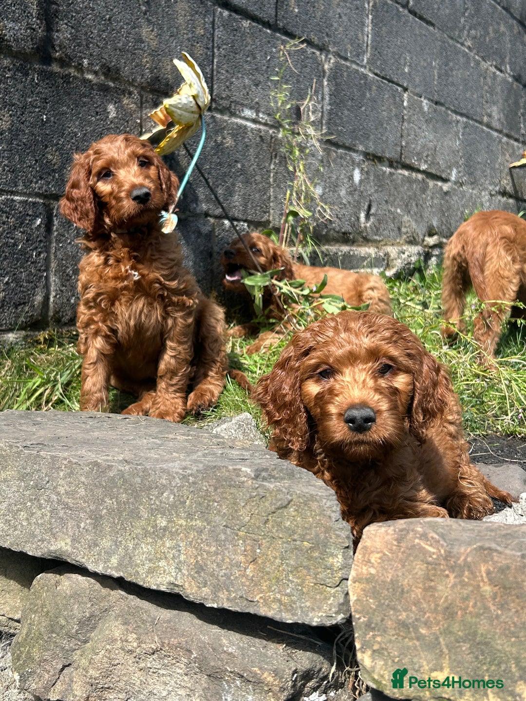 Irish Doodle dogs for sale: Irish doodles - Image 32