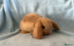 Mini Lop rabbits for sale: Pure Breed Mini Lop baby bunnies ready 1st Aug - Image 25